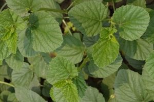 Psoralea Corylifolia, una Planta Medicinal para Tratar el Vitiligo